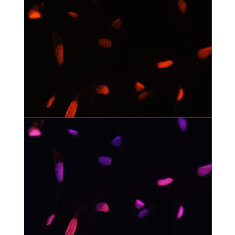 Immunofluorescence - Anti-ZNF346 Antibody (A13406) - Antibodies.com