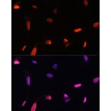 Immunofluorescence - Anti-ZNF346 Antibody (A13406) - Antibodies.com
