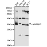 Western Blot - Anti-MMADHC Antibody (A89274) - Antibodies.com