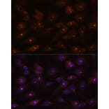 Immunofluorescence - Anti-Ribonuclease H2, subunit A/RNASEH2A Antibody (A89276) - Antibodies.com