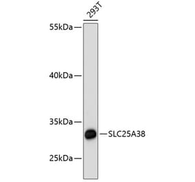 Western Blot - Anti-SLC25A38 Antibody (A89279) - Antibodies.com