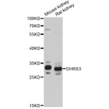 Western Blot - Anti-DHRS3 Antibody (A14172) - Antibodies.com