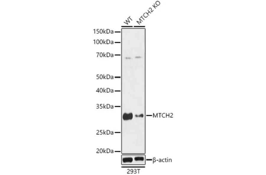 Western Blot - Anti-MTCH2 Antibody (A89286) - Antibodies.com