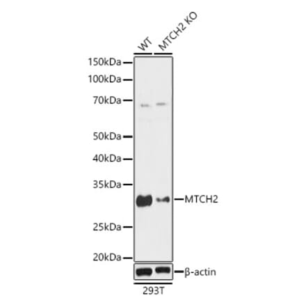 Western Blot - Anti-MTCH2 Antibody (A89286) - Antibodies.com