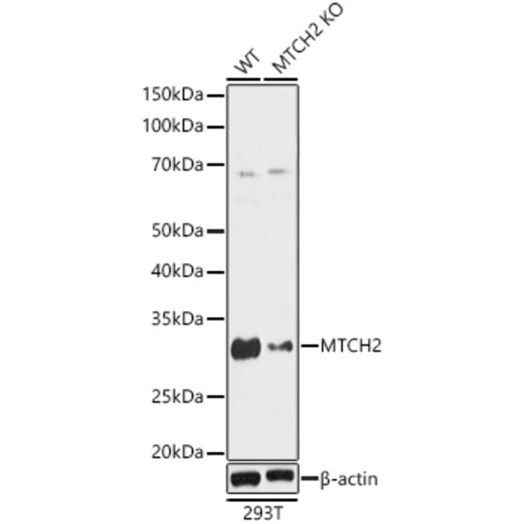 Western Blot - Anti-MTCH2 Antibody (A89286) - Antibodies.com