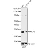 Western Blot - Anti-MTCH2 Antibody (A89286) - Antibodies.com