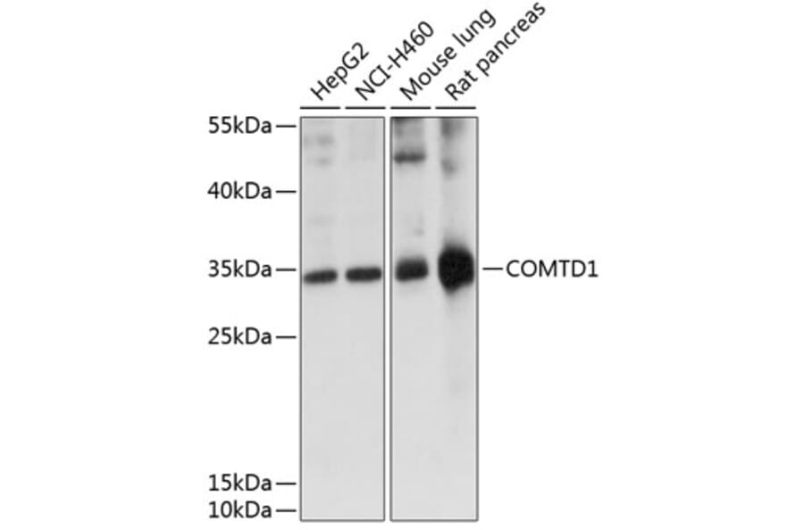 Western Blot - Anti-COMTD1 Antibody (A89287) - Antibodies.com