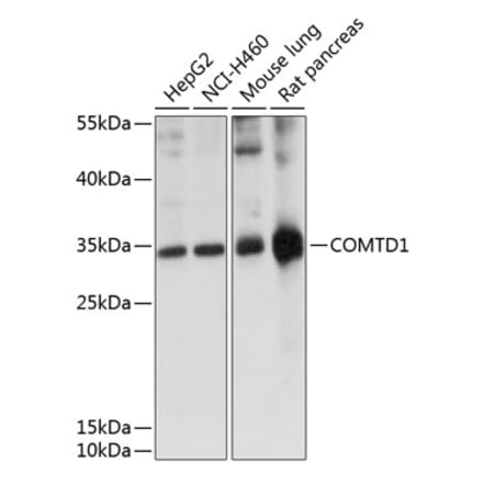 Western Blot - Anti-COMTD1 Antibody (A89287) - Antibodies.com