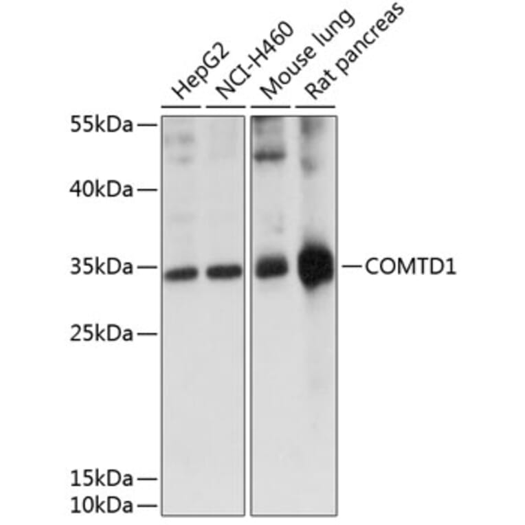 Western Blot - Anti-COMTD1 Antibody (A89287) - Antibodies.com