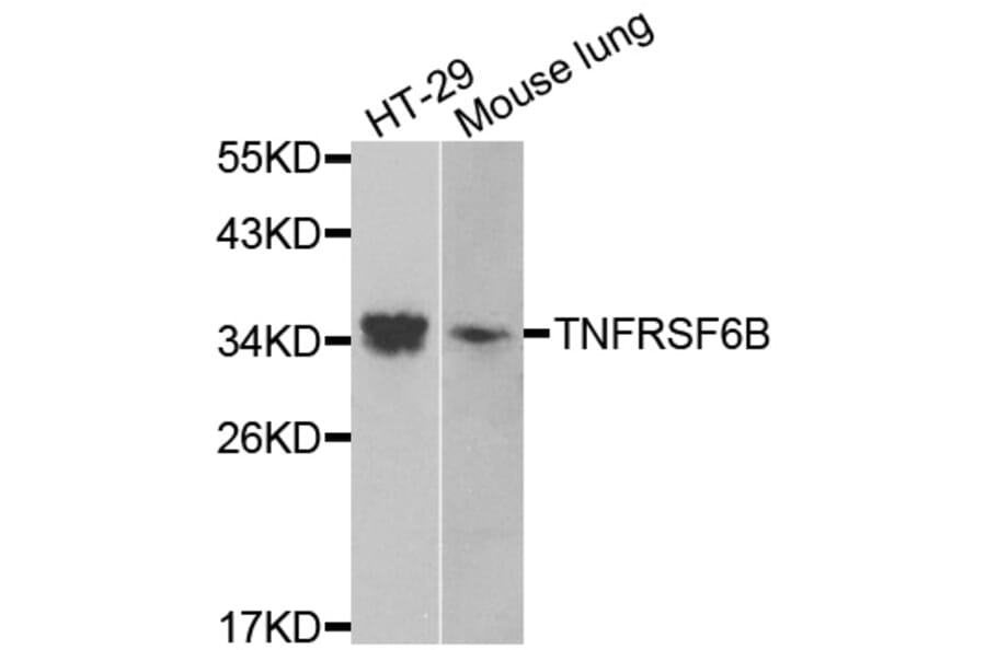 Western Blot - Anti-TNFRSF6B Antibody (A13652) - Antibodies.com