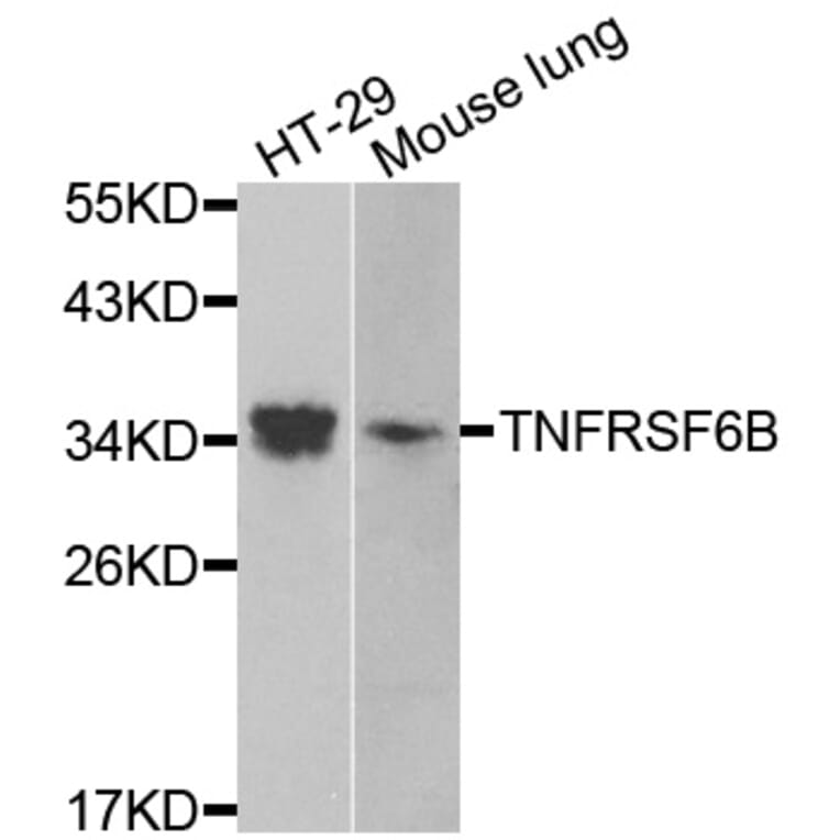 Western Blot - Anti-TNFRSF6B Antibody (A13652) - Antibodies.com