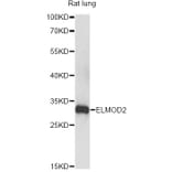 Western Blot - Anti-ELMOD2 Antibody (A14524) - Antibodies.com