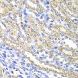 Immunohistochemistry - Anti-SURF1 Antibody (A12521) - Antibodies.com