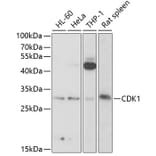 Western Blot - Anti-CDK1 Antibody (A89294) - Antibodies.com