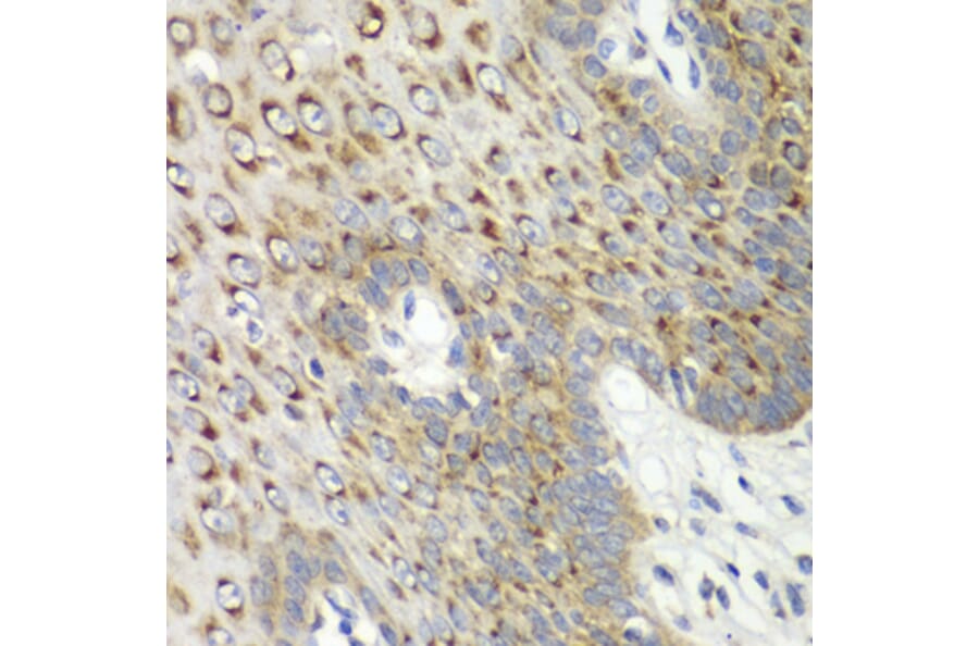 Immunohistochemistry - Anti-CDK1 Antibody (A89294) - Antibodies.com