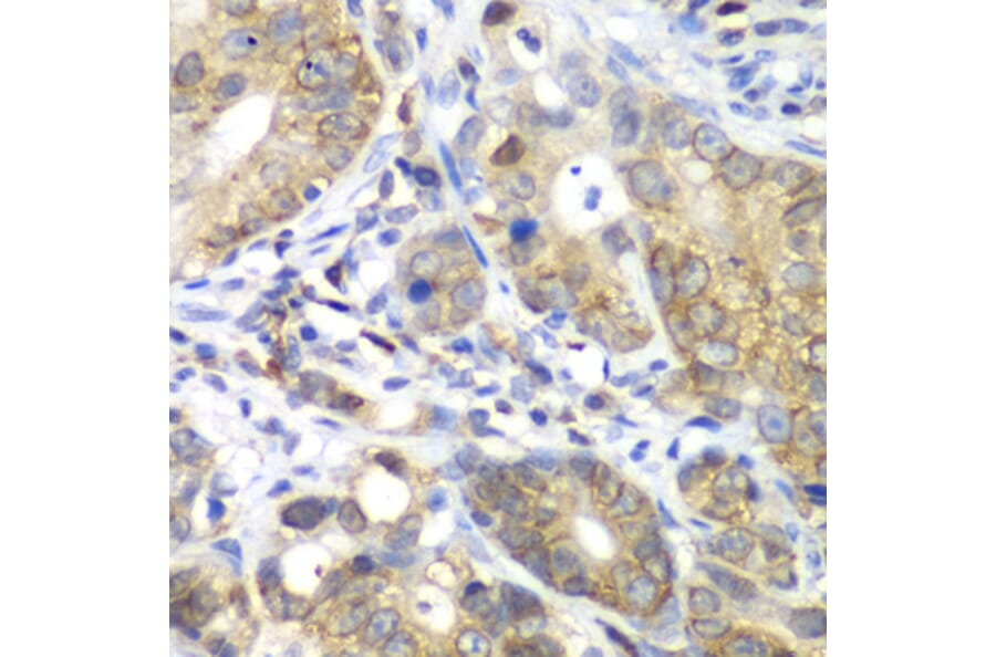 Immunohistochemistry - Anti-CDK1 Antibody (A89294) - Antibodies.com
