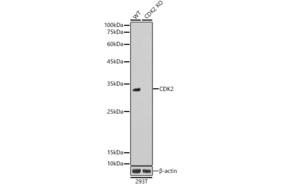 Western Blot - Anti-CDK2 Antibody (A89295) - Antibodies.com