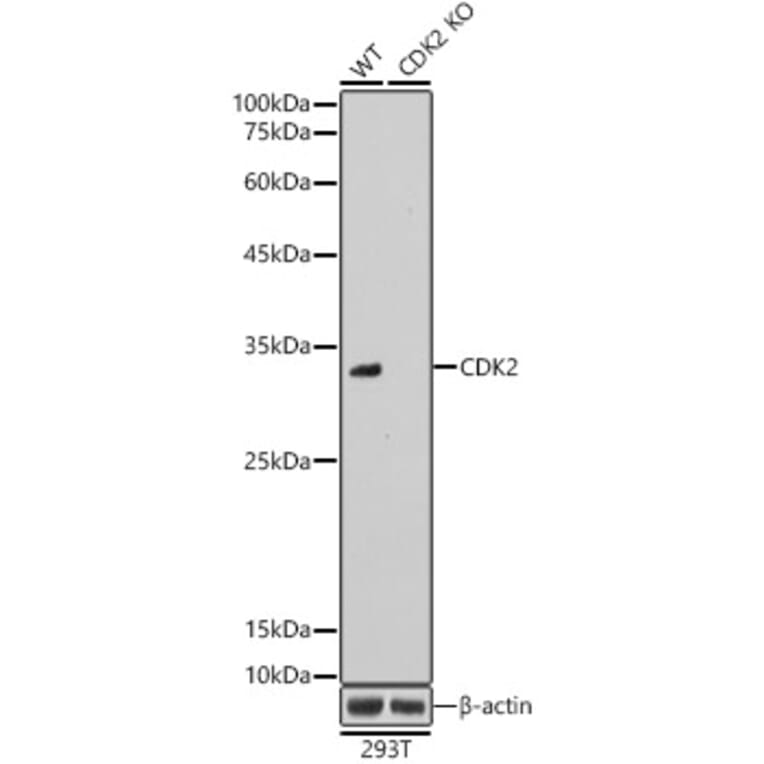 Western Blot - Anti-CDK2 Antibody (A89295) - Antibodies.com