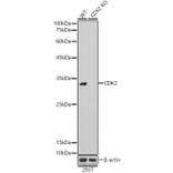 Western Blot - Anti-CDK2 Antibody (A89295) - Antibodies.com