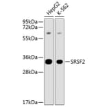 Western Blot - Anti-SFRS2 Antibody (A12625) - Antibodies.com