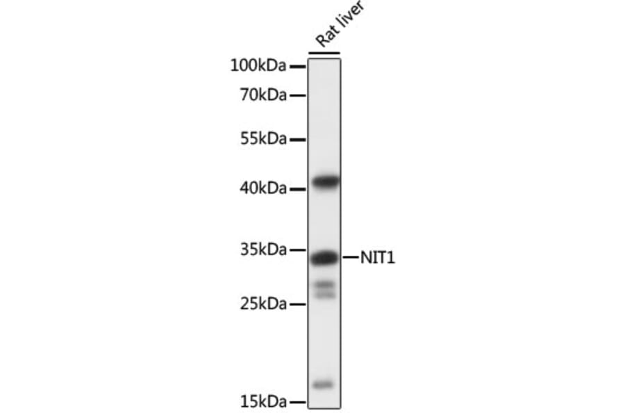 Western Blot - Anti-NIT1 Antibody (A89297) - Antibodies.com