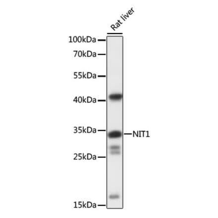 Western Blot - Anti-NIT1 Antibody (A89297) - Antibodies.com