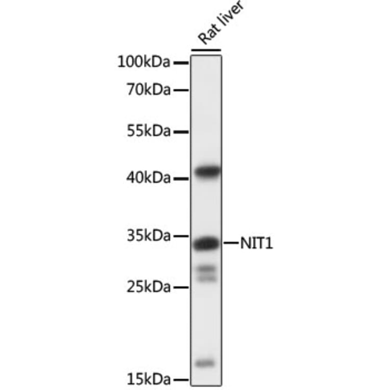 Western Blot - Anti-NIT1 Antibody (A89297) - Antibodies.com