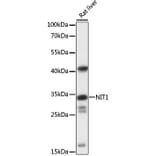 Western Blot - Anti-NIT1 Antibody (A89297) - Antibodies.com