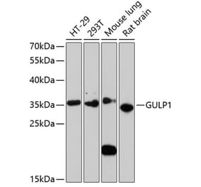Western Blot - Anti-GULP Antibody (A89301) - Antibodies.com