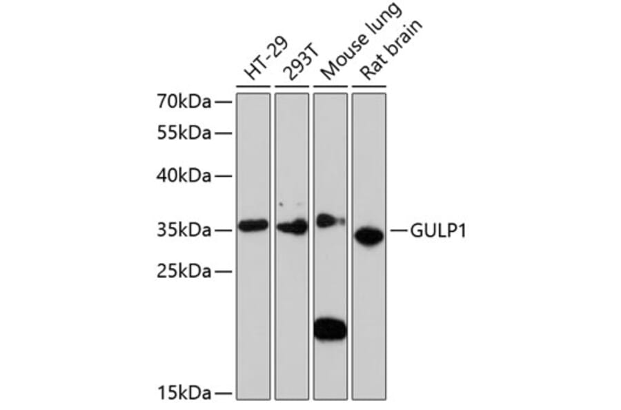 Western Blot - Anti-GULP Antibody (A89301) - Antibodies.com