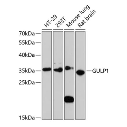 Western Blot - Anti-GULP Antibody (A89301) - Antibodies.com