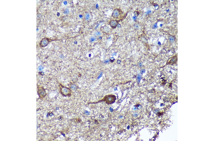 Immunohistochemistry - Anti-GULP Antibody (A89301) - Antibodies.com