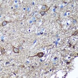 Immunohistochemistry - Anti-GULP Antibody (A89301) - Antibodies.com