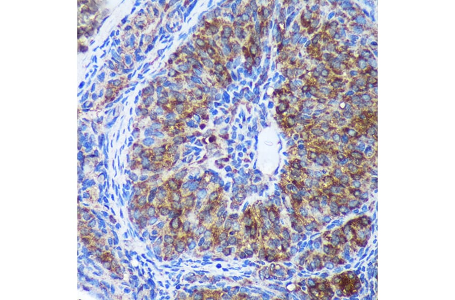 Immunohistochemistry - Anti-GULP Antibody (A89301) - Antibodies.com