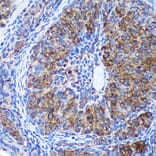 Immunohistochemistry - Anti-GULP Antibody (A89301) - Antibodies.com