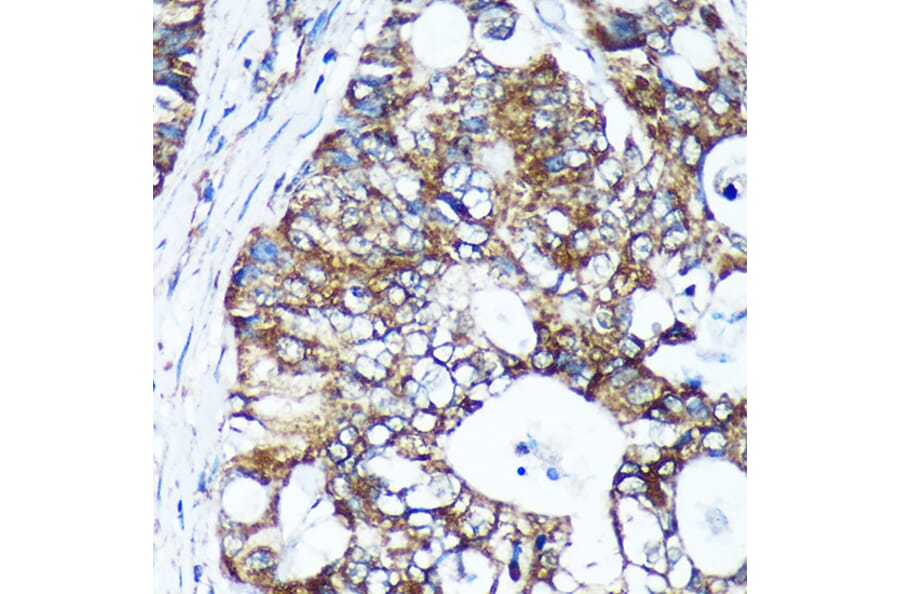 Immunohistochemistry - Anti-GULP Antibody (A89301) - Antibodies.com
