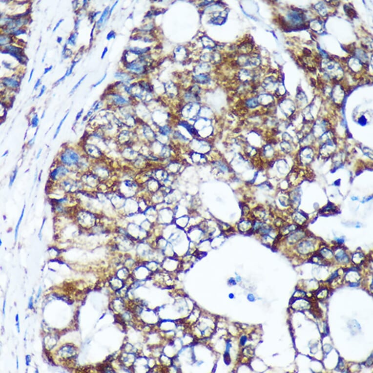 Immunohistochemistry - Anti-GULP Antibody (A89301) - Antibodies.com