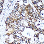 Immunohistochemistry - Anti-GULP Antibody (A89301) - Antibodies.com