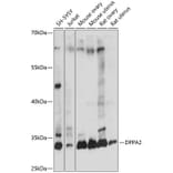 Western Blot - Anti-Dppa2 Antibody (A89302) - Antibodies.com
