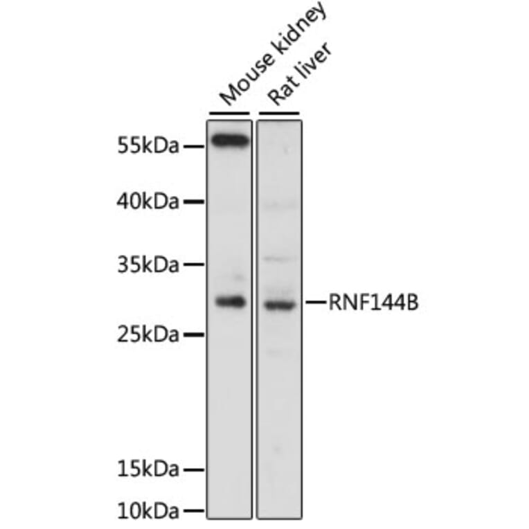 Western Blot - Anti-RNF144B Antibody (A13723) - Antibodies.com