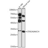 Western Blot - Anti-ST6GALNAC4 Antibody (A89304) - Antibodies.com