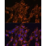 Immunofluorescence - Anti-HSD17B8 Antibody (A89306) - Antibodies.com