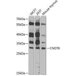 Western Blot - Anti-CNOT8 Antibody (A89308) - Antibodies.com