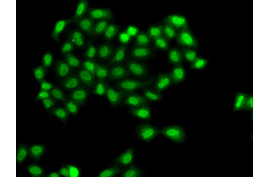 Immunofluorescence - Anti-PHF11 Antibody (A89309) - Antibodies.com