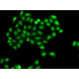 Immunofluorescence - Anti-PHF11 Antibody (A89309) - Antibodies.com