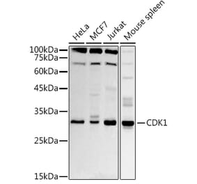 Western Blot - Anti-CDK1 Antibody (A89311) - Antibodies.com