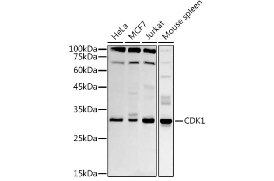 Western Blot - Anti-CDK1 Antibody (A89311) - Antibodies.com
