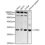 Western Blot - Anti-CDK1 Antibody (A89311) - Antibodies.com