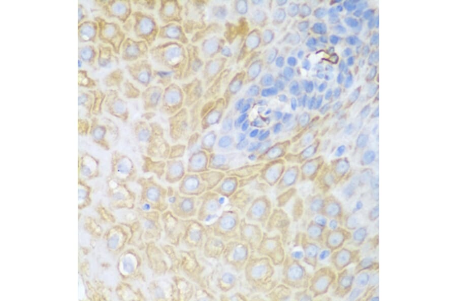 Immunohistochemistry - Anti-CDK1 Antibody (A89311) - Antibodies.com