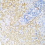 Immunohistochemistry - Anti-CDK1 Antibody (A89311) - Antibodies.com